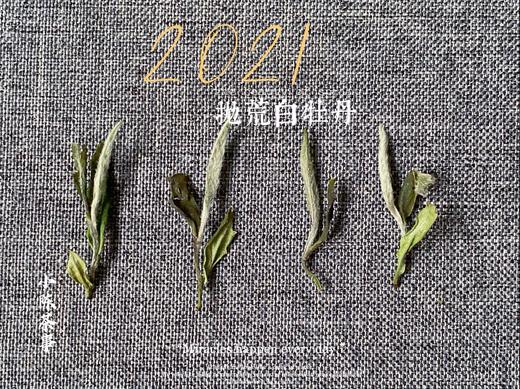 2021抛荒白牡丹来了（非预售那款），毫香浓郁到可以媲美白毫银针（100克罐装） 商品图9