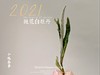 2021抛荒白牡丹来了（非预售那款），毫香浓郁到可以媲美白毫银针（100克罐装） 商品缩略图11