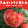 陕西【普罗旺斯西红柿】酸甜多汁 果肉糯糯沙沙 拒绝膨大剂 记忆中的番茄味 现摘现发 新鲜直达！【京东发货】 商品缩略图5