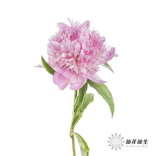 【昆明仓】芍药 | 兰富士 商品图4