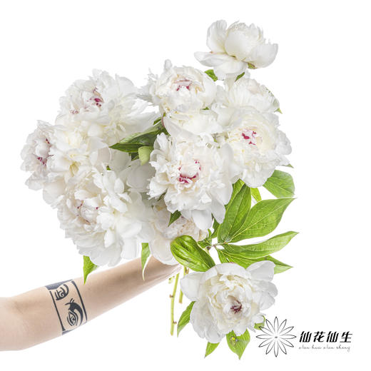 【预山东仓】顺丰空运包邮 | 嘉年华【可备注发货时间】 商品图9