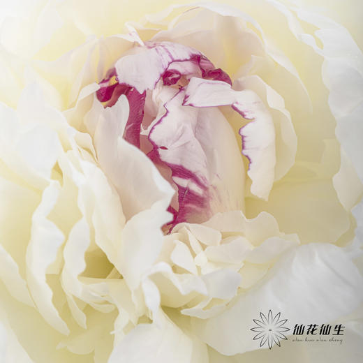 【预山东仓】顺丰空运包邮 | 嘉年华【可备注发货时间】 商品图6