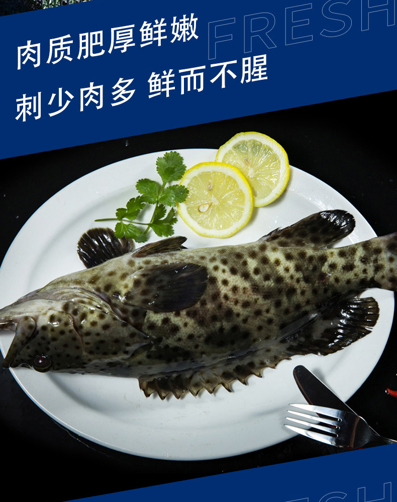 【叼鲜】东山鲜杀龙胆石斑鱼/1条(400-450g)