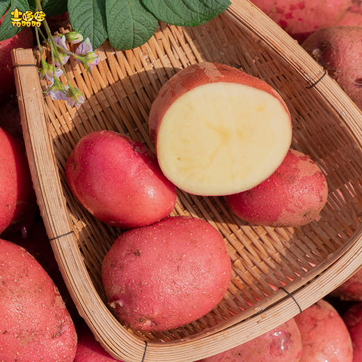 【顺丰发货】土哆哆云南高原红皮土豆产地直供现挖现发 5斤 商品图2