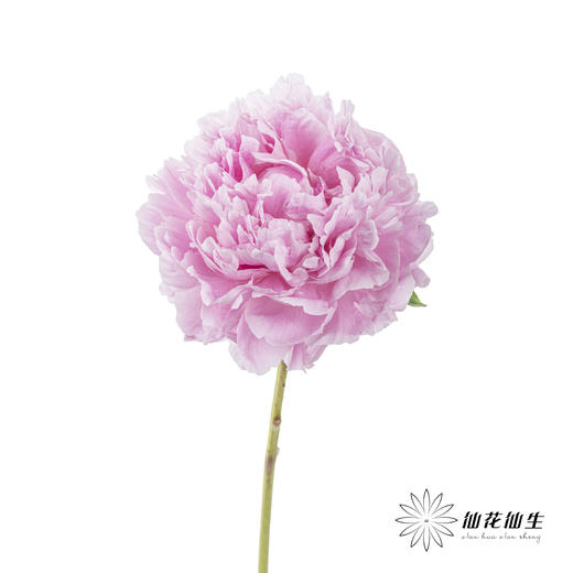 国产反季节芍药 | 萨拉（反季节花材花头杆子偏瘦弱） 商品图3