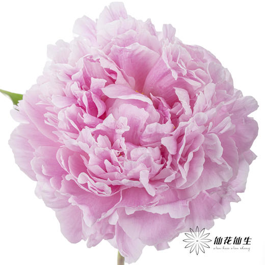 国产反季节芍药 | 萨拉（反季节花材花头杆子偏瘦弱） 商品图0