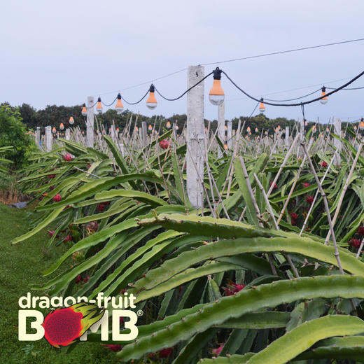 海南产树上熟红心火龙果 有玫瑰的香气 顺丰快递 商品图5