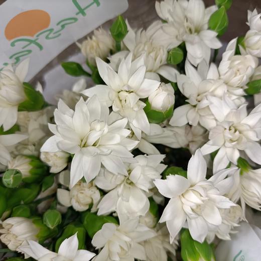 海盛多头康尖瓣白多丁1820支扎