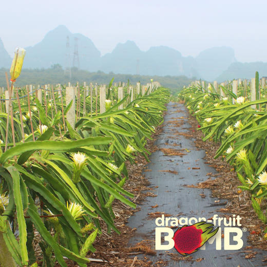 海南产树上熟红心火龙果 有玫瑰的香气 顺丰快递 商品图4