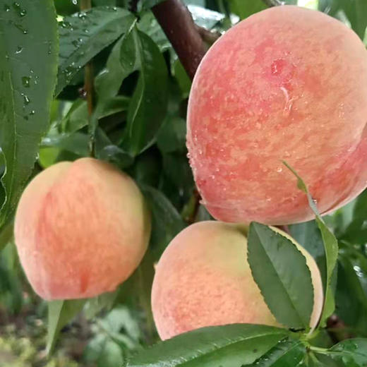 广东连州脆香桃5斤/10斤 商品图0