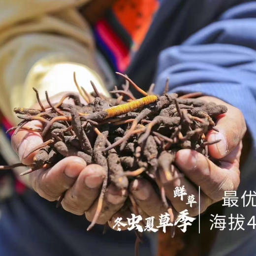 【再送一根】可溯源青海果洛新鲜冬虫夏草  精品货（排单发货，假一赔十，拒绝“水洗草” “种植草" "断草" "黑草"  “造假牙签草） 商品图8