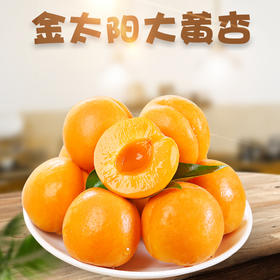 【山西•大黄杏】酸甜开胃 果香味浓郁 肉厚皮薄 汁水溢一手 夏日水果解暑水果