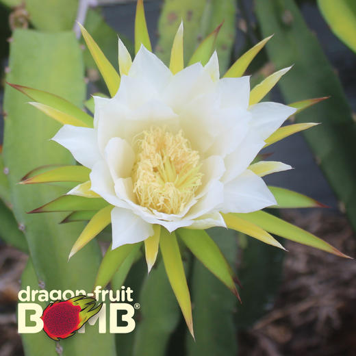 海南产树上熟红心火龙果 有玫瑰的香气 顺丰快递 商品图8