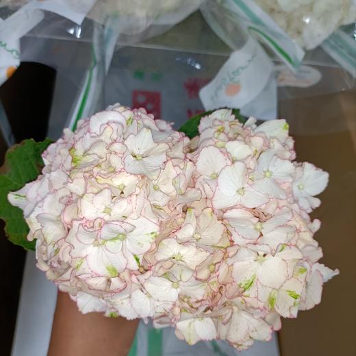 海盛绣球弗拉明戈白底粉边支