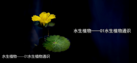 10.1水生植物通识