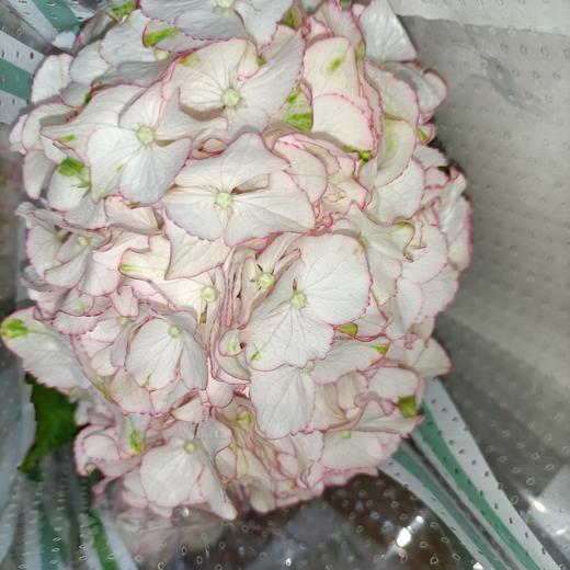 海盛绣球弗拉明戈白底粉边支