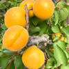【山西•大黄杏】酸甜开胃 果香味浓郁 肉厚皮薄 汁水溢一手 夏日水果解暑水果 商品缩略图4