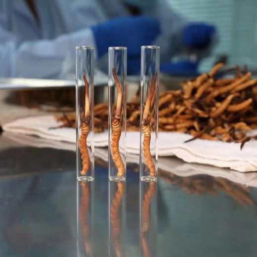 【再送一根】可溯源青海果洛新鲜冬虫夏草  精品货（排单发货，假一赔十，拒绝“水洗草” “种植草" "断草" "黑草"  “造假牙签草） 商品图4