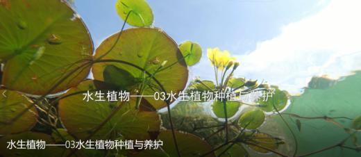 10.3水生植物种植与养护 商品图0