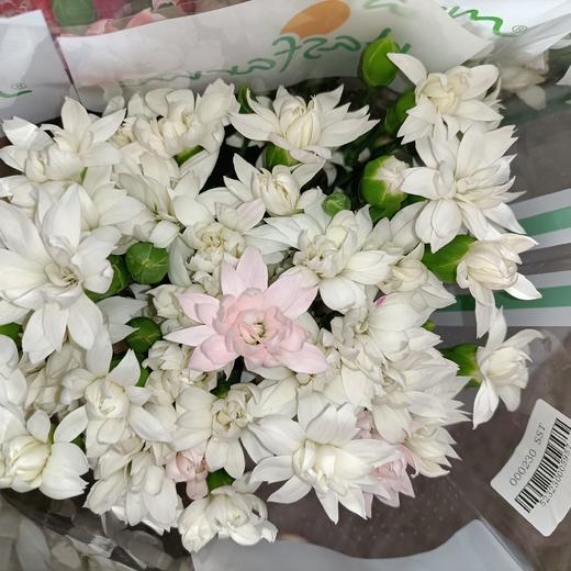 海盛多头康尖瓣白多丁1820支扎