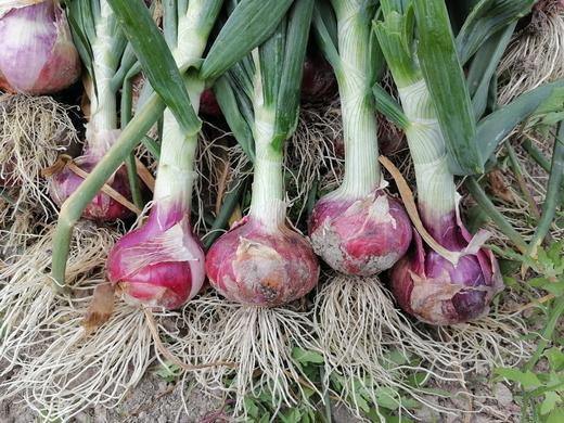 良道天成   有机洋葱   初夏的甜辣   一口上头 商品图1