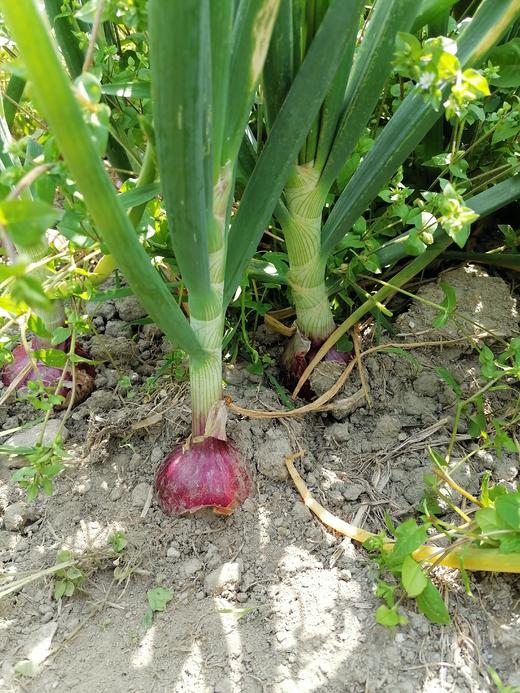 良道天成   有机洋葱   初夏的甜辣   一口上头 商品图2