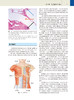 麦卡锡整形外科学 乳房卷 第4版 江华 范巨峰 朱晓海 译 整形外科学美容书籍 皮瓣重建乳房手术 人民卫生出版社9787117312219 商品缩略图4