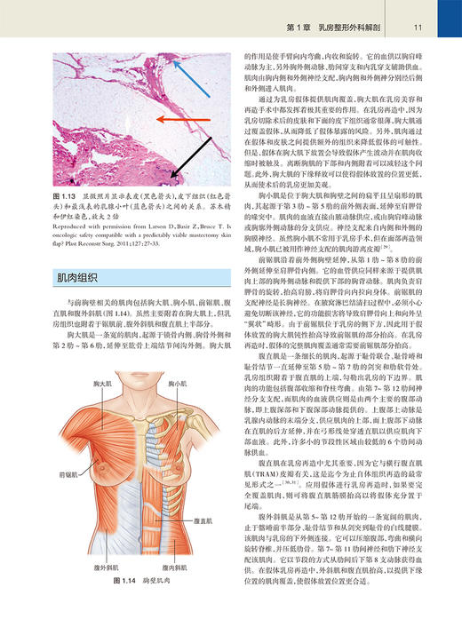 麦卡锡整形外科学 乳房卷 第4版 江华 范巨峰 朱晓海 译 整形外科学美容书籍 皮瓣重建乳房手术 人民卫生出版社9787117312219 商品图4