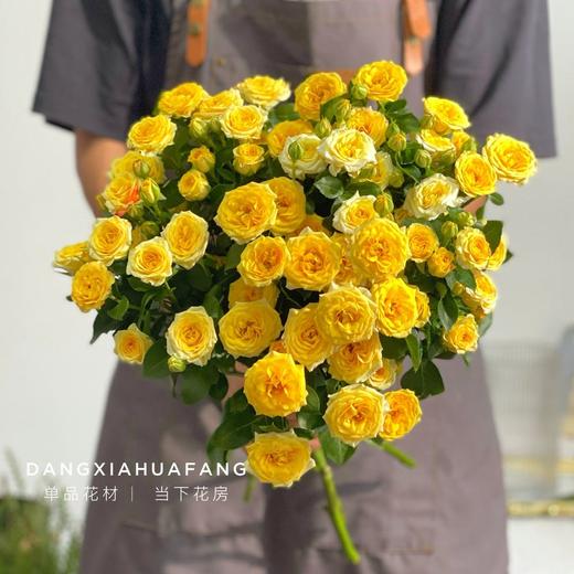 【梦幻芭比多头玫瑰.第二件立减10元】5支/份 长约60-65cm 商品图0