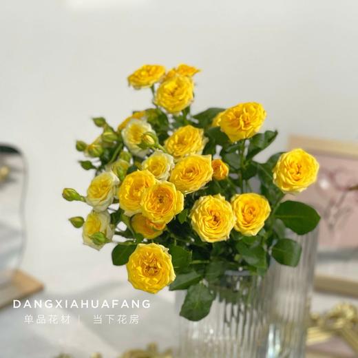 【梦幻芭比多头玫瑰.第二件立减10元】5支/份 长约60-65cm 商品图4