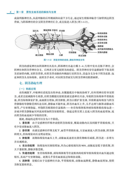 专科医师培训教材 男科学 戴玉田 姜辉 编 岗位培训男科书籍 男性不育症 勃起功能障碍外伤处理 人民卫生出版社9787117314206 商品图4