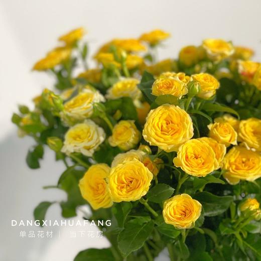 【梦幻芭比多头玫瑰.第二件立减10元】5支/份 长约60-65cm 商品图5