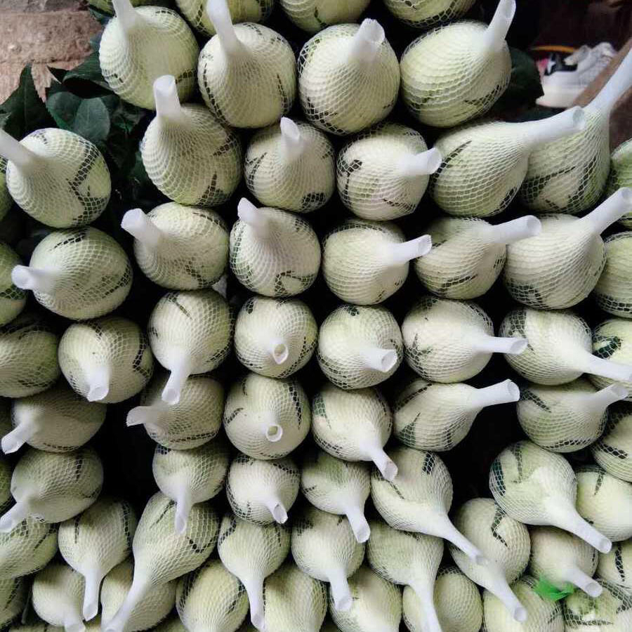 玫瑰 坦尼克A返60公分