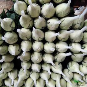 玫瑰 坦尼克 B级