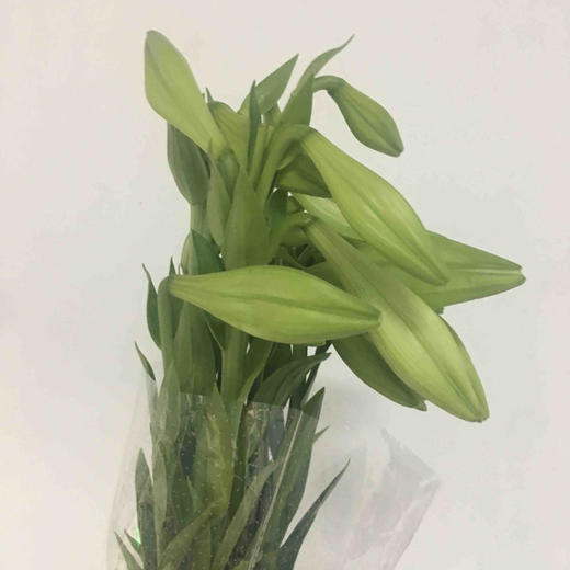 百合-铁炮百合-2头-10支 商品图1