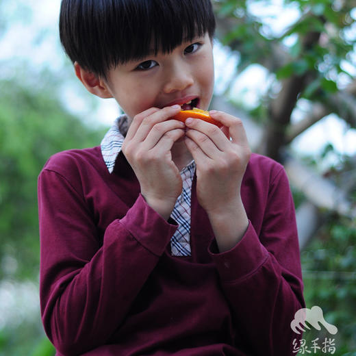 生态伦晚橙 | 合作生产 *Eco-Aaron Later Orange | Coproduction 商品图2