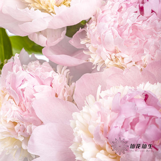 【山东仓现货】顺丰空运包邮芍药 | 天使脸颊（受天气影响，花瓣开开可能会有水点，此类情况不售后，介意慎拍） 商品图14