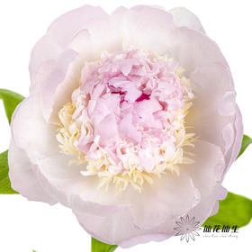 【山东仓现货】顺丰空运包邮芍药 | 天使脸颊（受天气影响，花瓣开开可能会有水点，此类情况不售后，介意慎拍）