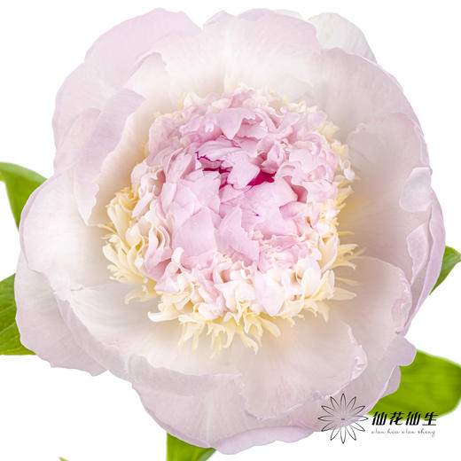 【山东仓现货】顺丰空运包邮芍药 | 天使脸颊（受天气影响，花瓣开开可能会有水点，此类情况不售后，介意慎拍） 商品图0