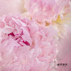 【山东仓现货】顺丰空运包邮芍药 | 天使脸颊（受天气影响，花瓣开开可能会有水点，此类情况不售后，介意慎拍） 商品缩略图12