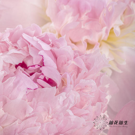 【山东仓现货】顺丰空运包邮芍药 | 天使脸颊（受天气影响，花瓣开开可能会有水点，此类情况不售后，介意慎拍） 商品图12