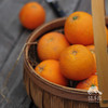 生态伦晚橙 | 合作生产 *Eco-Aaron Later Orange | Coproduction 商品缩略图4