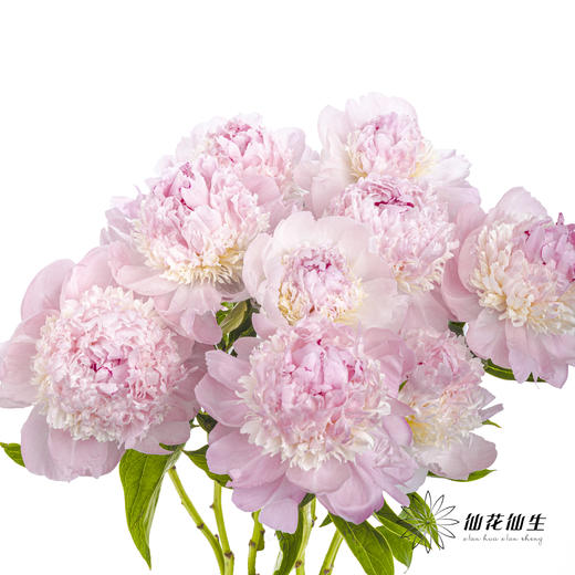 【山东仓现货】顺丰空运包邮芍药 | 天使脸颊（受天气影响，花瓣开开可能会有水点，此类情况不售后，介意慎拍） 商品图9