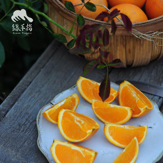 生态伦晚橙 | 合作生产 *Eco-Aaron Later Orange | Coproduction 商品图1