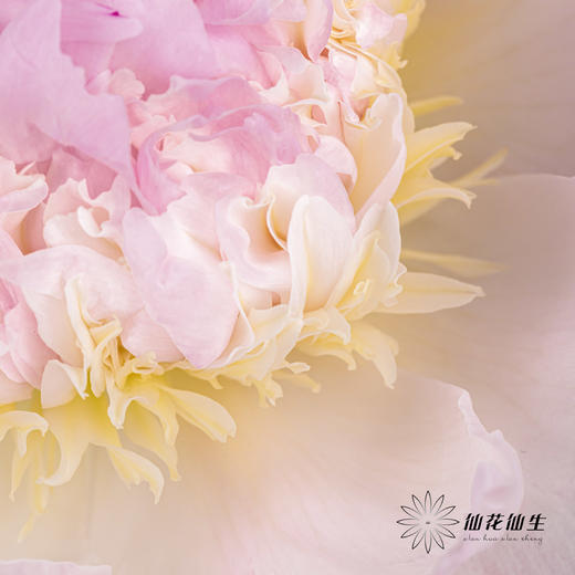 【山东仓现货】顺丰空运包邮芍药 | 天使脸颊（受天气影响，花瓣开开可能会有水点，此类情况不售后，介意慎拍） 商品图2