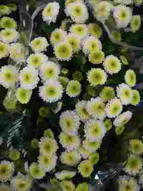 菊花-上海小菊-克隆香水-10枝