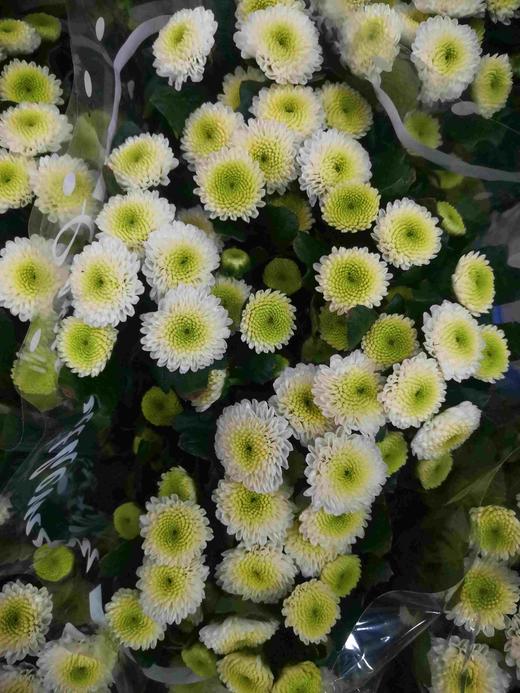 菊花-上海小菊-克隆香水-10枝 商品图0