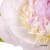 【山东仓现货】顺丰空运包邮芍药 | 天使脸颊（受天气影响，花瓣开开可能会有水点，此类情况不售后，介意慎拍） 商品缩略图3