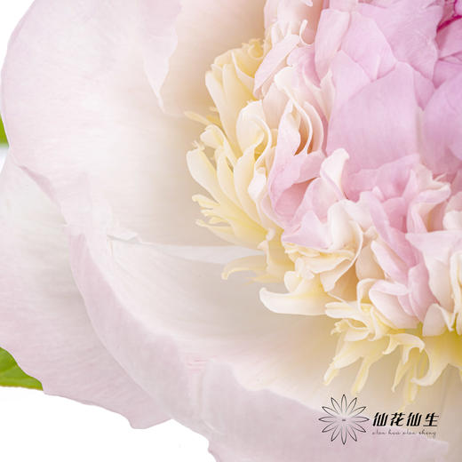 【山东仓现货】顺丰空运包邮芍药 | 天使脸颊（受天气影响，花瓣开开可能会有水点，此类情况不售后，介意慎拍） 商品图3