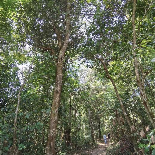 【2024野猪王】野猪林茶王树 商品图4